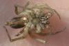 Clubiona sp.
